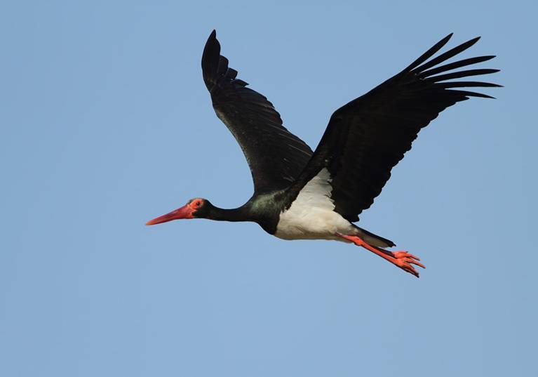 Birdwatching Holidays In Europe