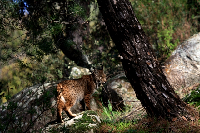 Endangered Wild Cats