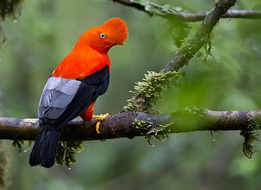 Birdwatching Holiday - Southern Peru - Birding and Machu Picchu