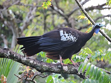 Birdwatching Holiday - NEW! Trinidad, Tobago and Saint Lucia