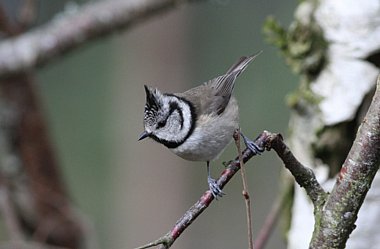 Birdwatching Holiday - Birders' Blasts in Winter!