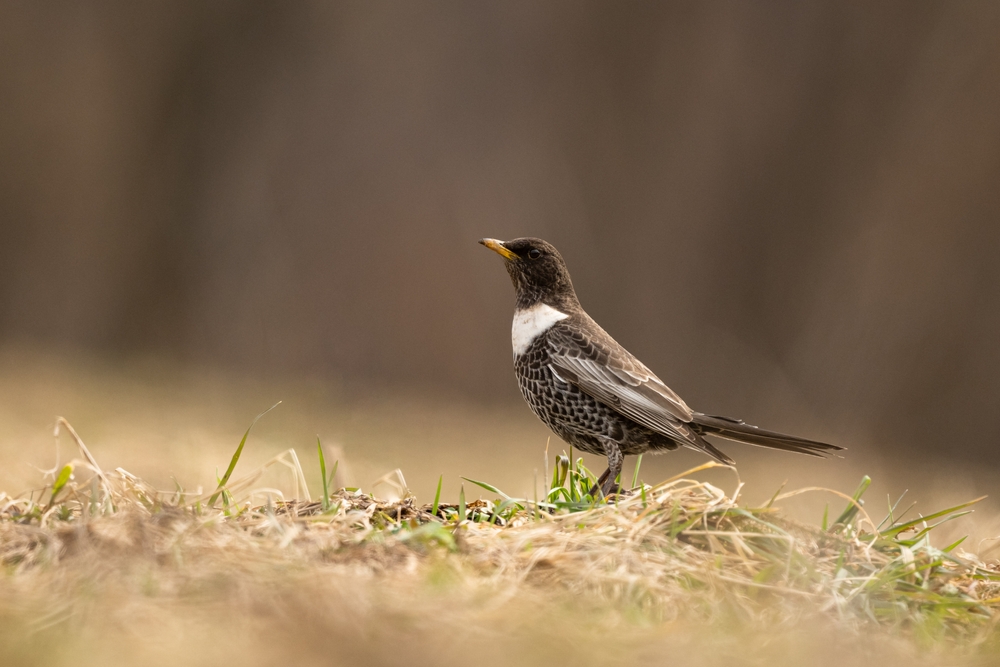 Birdwatching Holiday - NEW! Highlands and Grampian Explorer