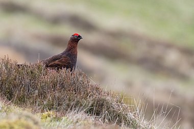 Birdwatching Holiday - NEW! A Scottish Celebration - Wildlife and Whisky
