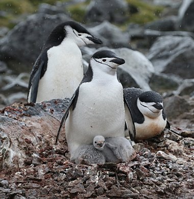 Birdwatching Holiday - NEW! Antarctic Peninsula and South Shetland Islands