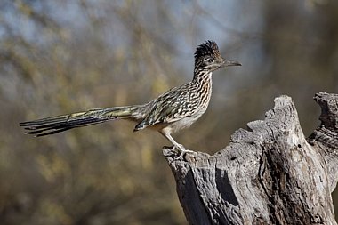 Birdwatching Holiday - NEW! Arizona