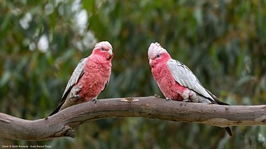 Birdwatching Holiday - New! South-West Australia