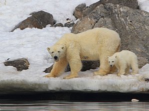 Birdwatching Holiday - NEW! Around Svalbard - A circumnavigation in the realm of the Polar Bear