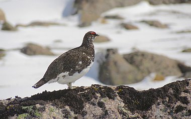 Birdwatching Holiday - NEW! Scotland's Specialities in Late Winter