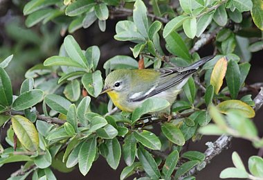 Birdwatching Holiday - Cape May for birders