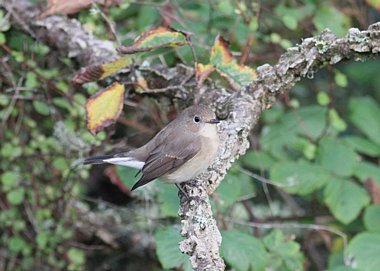 Birdwatching Holiday - Shetland in Autumn for birders 