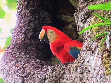 Birdwatching Holiday - NEW! Costa Rica in September - Birding, Whales, Turtles and more!