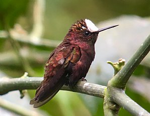 Birdwatching Holiday - Costa Rica Birding Tour