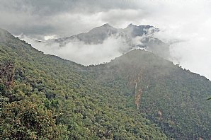 Cloud-Forest