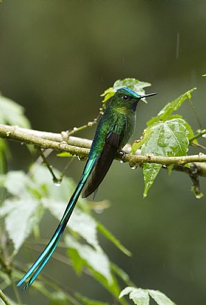 Long-Tailed-Sylph-East