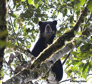 SPECTACLED-BEAR-copy
