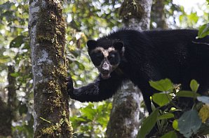 Spectacled-Bear-or-Andean-Bear