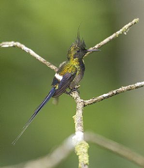 Wire-Crested-Thorntail