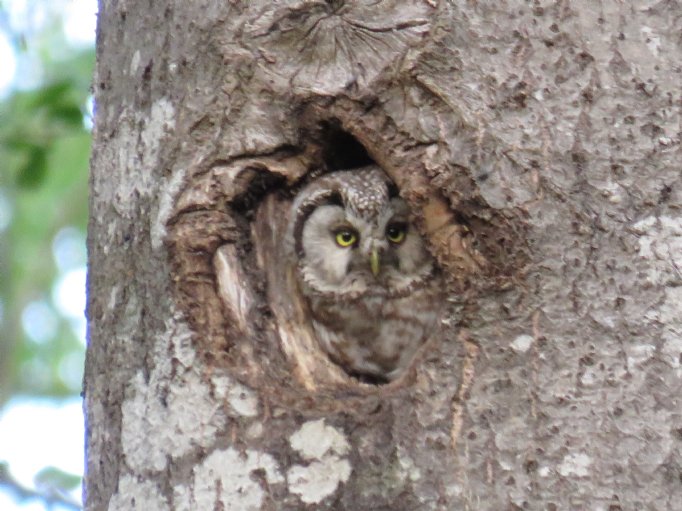 Estonia | Heatherlea Birdwatching & Wildlife Holidays