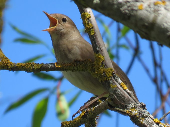 Estonia | Heatherlea Birdwatching & Wildlife Holidays