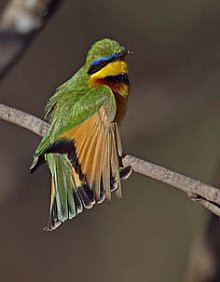 Birdwatching Holiday - NEW! Ethiopia