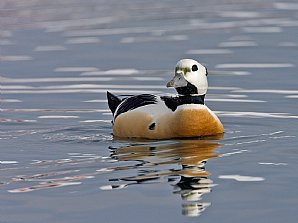 Birdwatching Holiday - Finland and Northern Norway