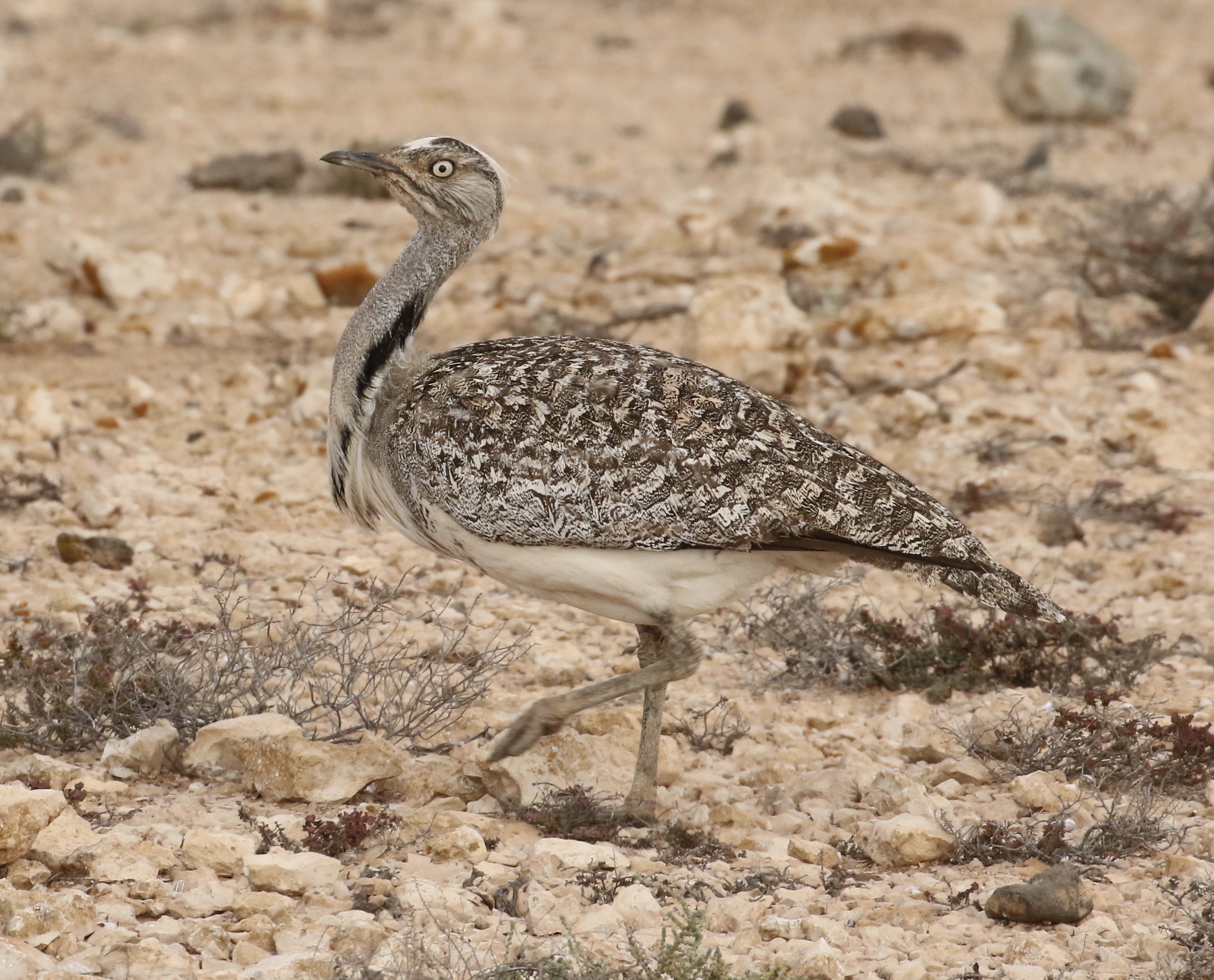 Birdwatching Holiday - NEW! Fuerteventura in Spring