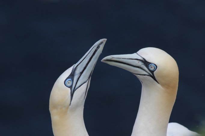 Birdwatching Mainland Scotland | Heatherlea Birdwatching & Wildlife ...