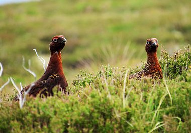 Birdwatching Holiday - Birding the Highlands in May