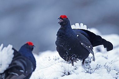 Birdwatching Holiday - Highland Winter Birding