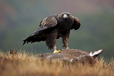 Birdwatching Holiday - Highlands & Ardnamurchan