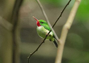 Birdwatching Holiday - Jamaica 