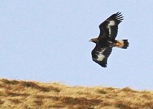 Birdwatching Holiday - Short Breaks - Scottish Birding in Winter 