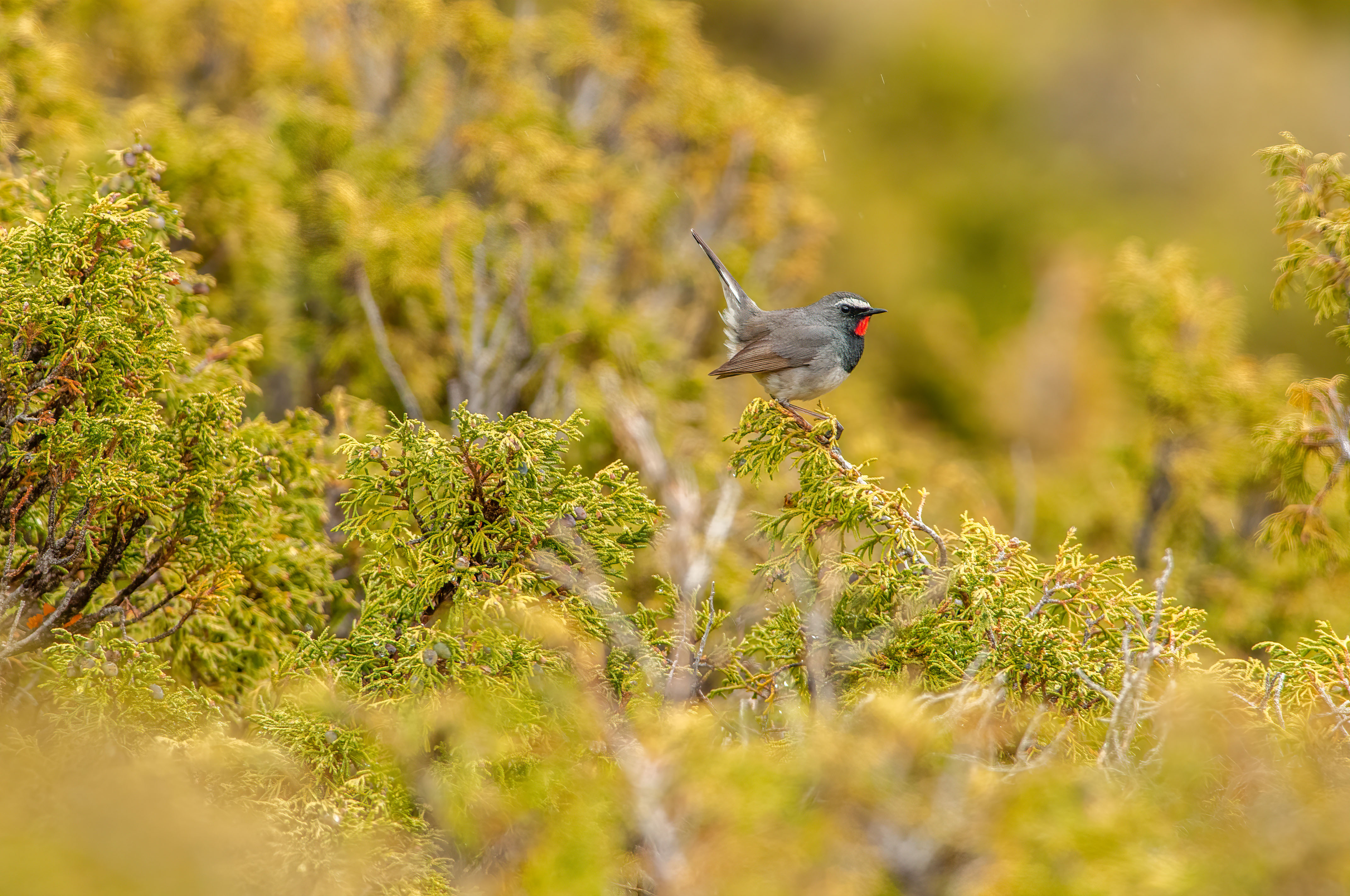 Birdwatching Holiday - NEW! Kazakhstan & Kyrgyzstan