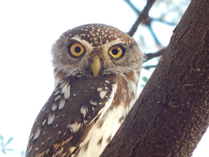 Kenyan Ultimate Birding Tour | Heatherlea Birdwatching & Wildlife Holidays