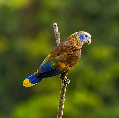 Birdwatching Holiday - NEW! Lesser Antilles - A Caribbean Island Hopping Adventure