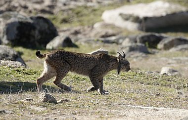 Birdwatching Holiday - Spain - Birding and Lynx, Andujar plus Coto Donana