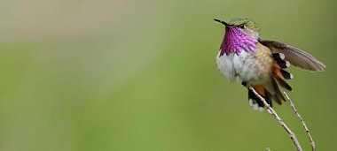 Birdwatching Holiday - NEW! Mexico - Oaxaca