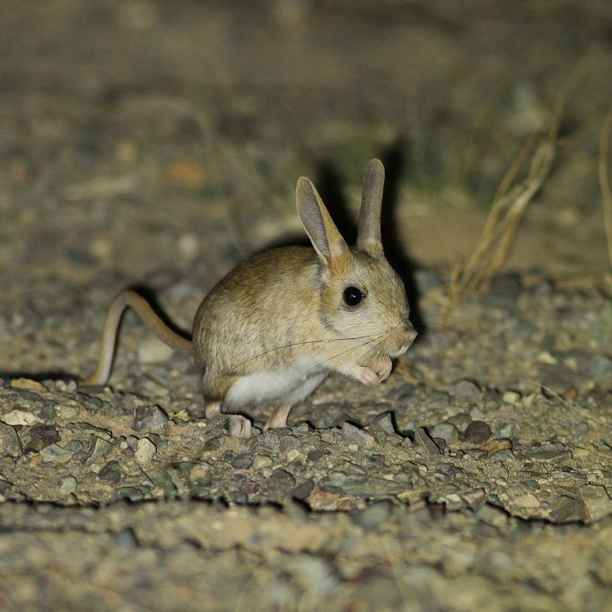 NEW! Mongolia | Heatherlea - Birdwatching Holidays