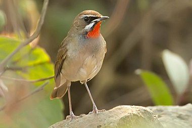 Birdwatching Holiday - Nepal