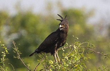 Long-crested Eagle - Brian Fairbrother