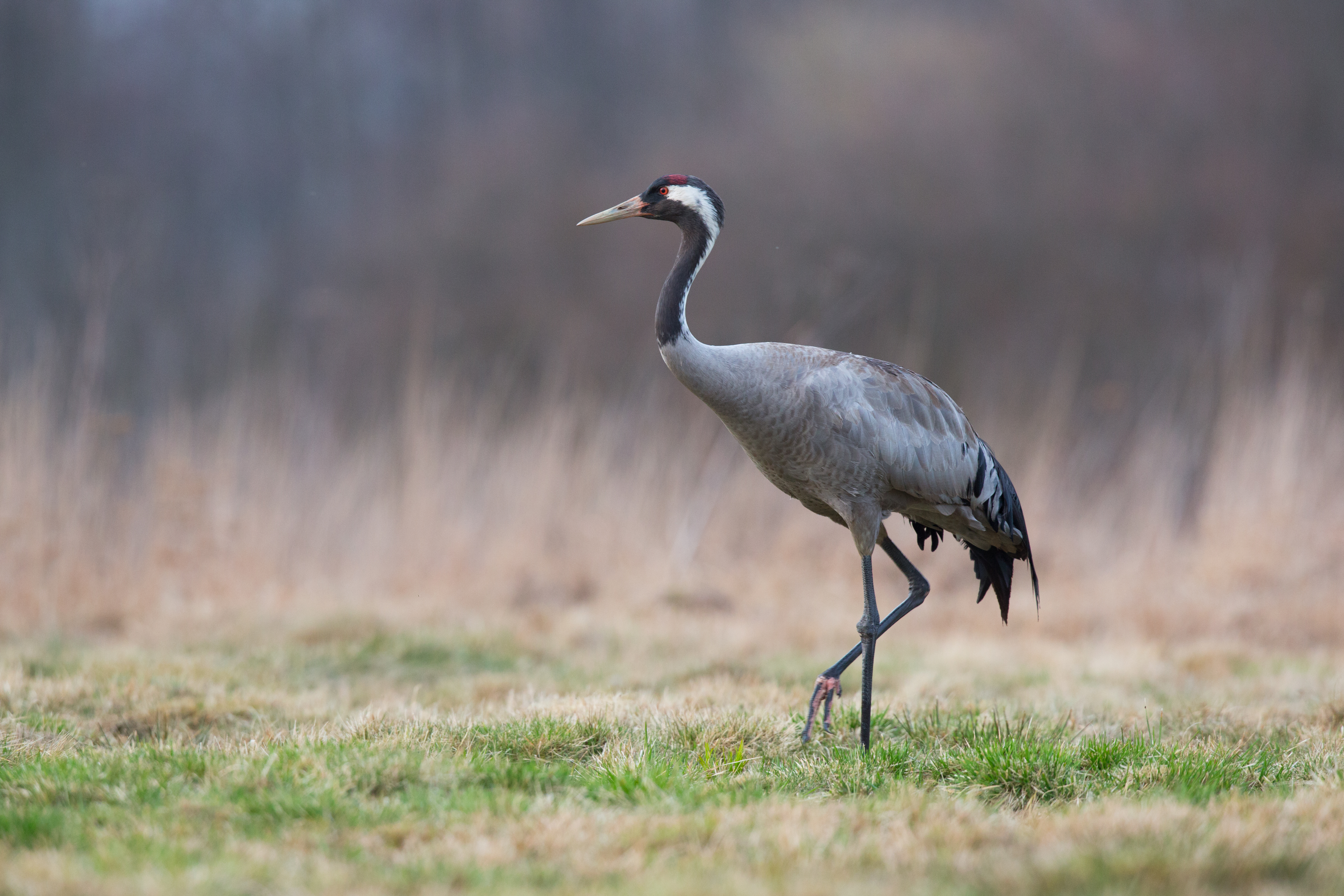 Birdwatching Holiday - NEW! North-east Scotland Explorer