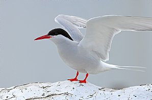 Northumberland In High Summer Heatherlea Birdwatching Wildlife Holidays