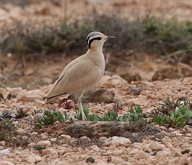 Birdwatching Holiday - New! Oman