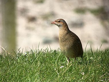 Birdwatching Holiday - Outer Hebrides in Spring
