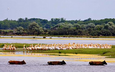 Birdwatching Holiday - Romania and the Danube Delta