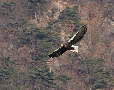 Birdwatching Holiday - NEW! South Korea
