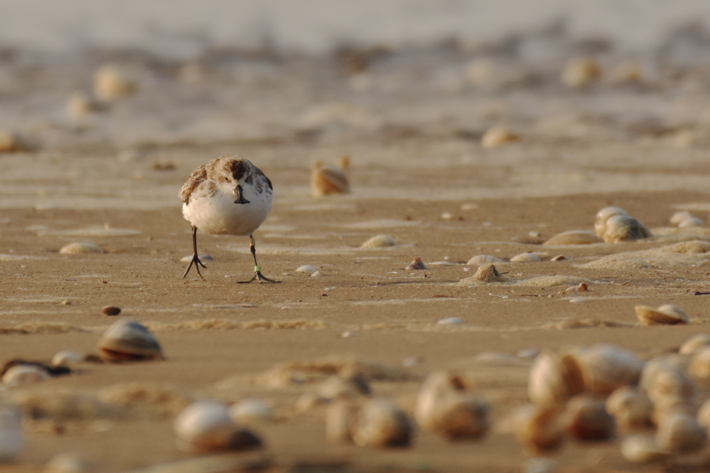 Birdwatching Holiday - NEW! South Korea - Autumn Migration and Spoon-billed Sandpiper