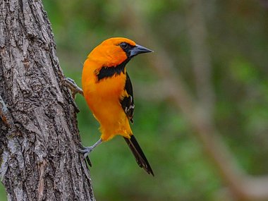 Birdwatching Holiday - NEW! South Texas in Winter